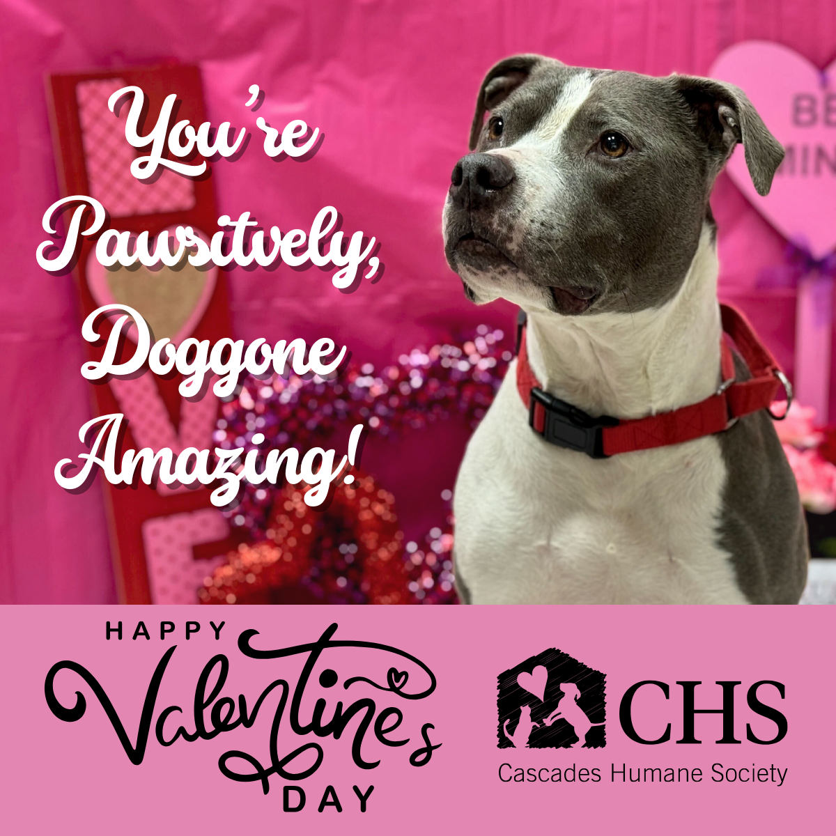 shelter animal valentine