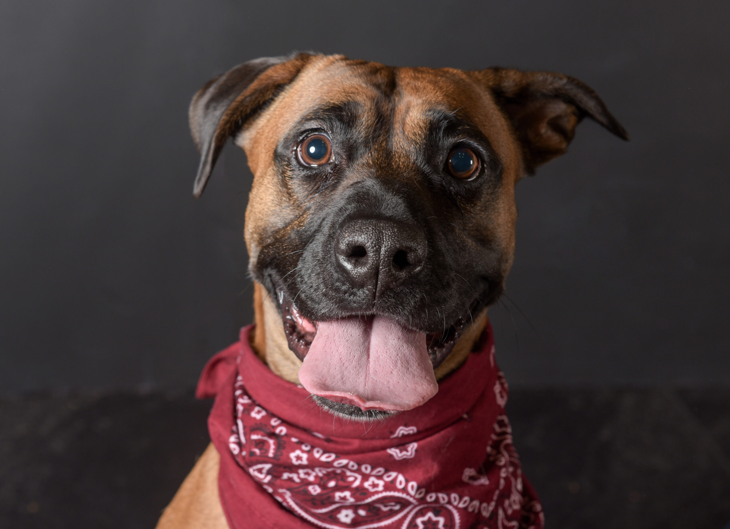 Pet Calendar Fundraiser Dog in a red bandana for Cascades Humane Society